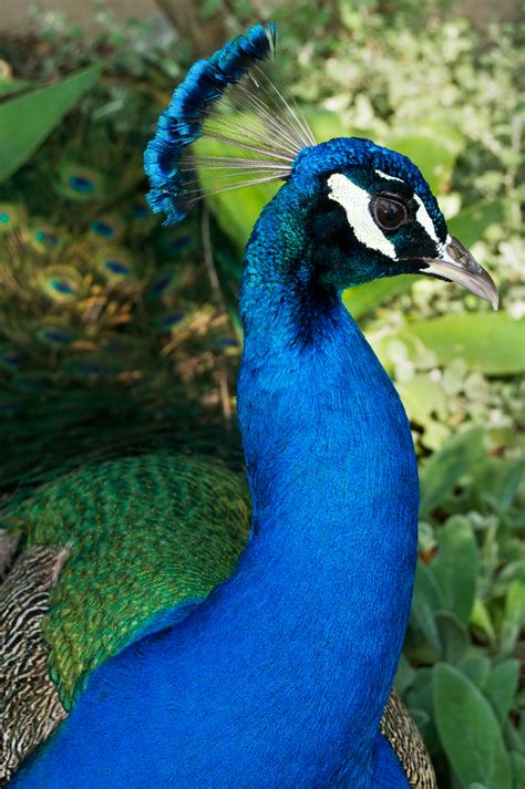 Peacock .